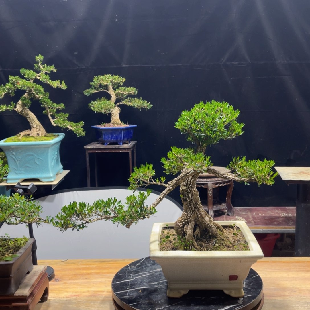 盆景黄杨盆景园林