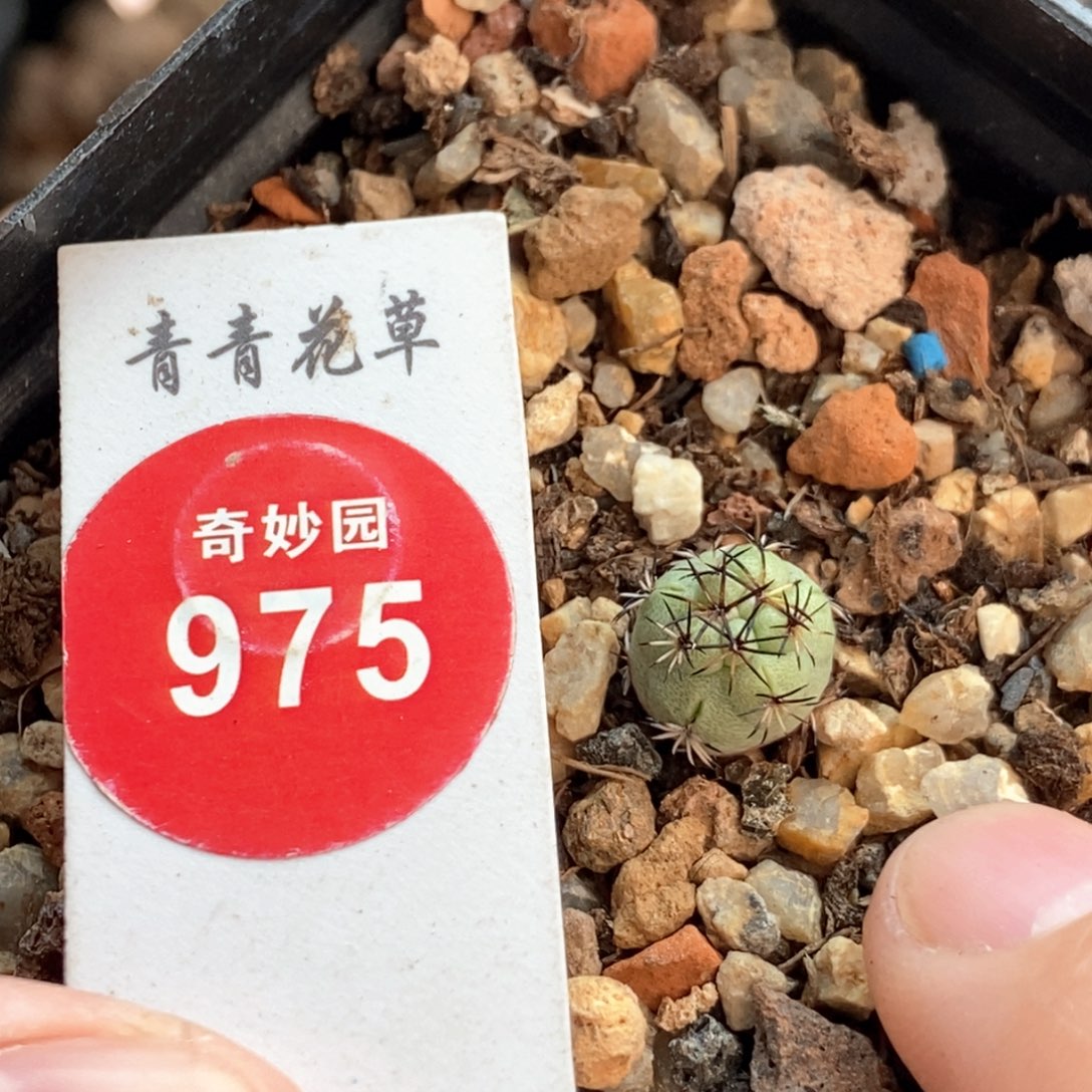 实生大尤帝王丸0.9cm