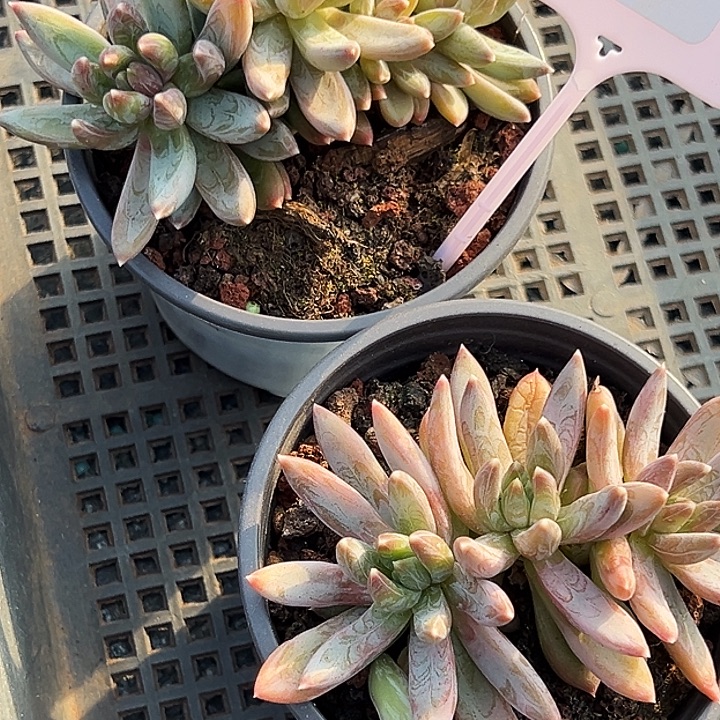 一***过   框拍     20001号