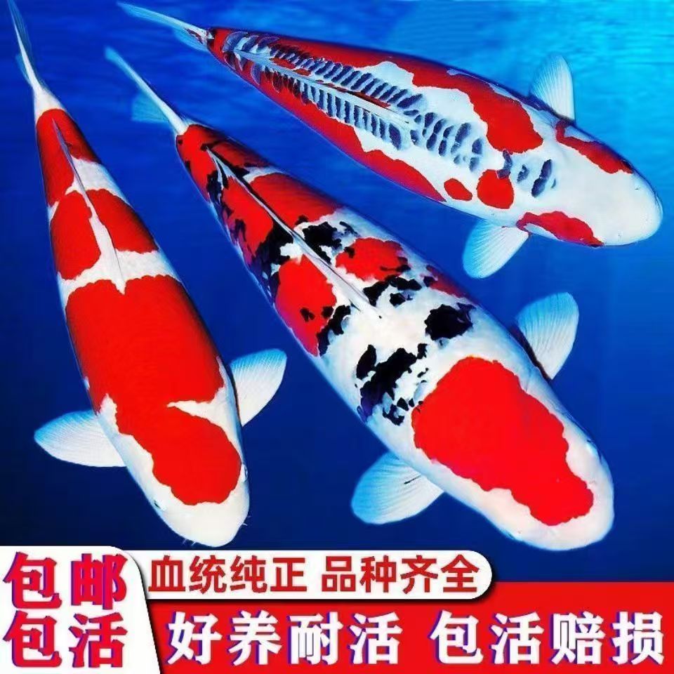 纯种红白大正三色昭和锦鲤鱼活体大型观赏鱼苗好养耐活