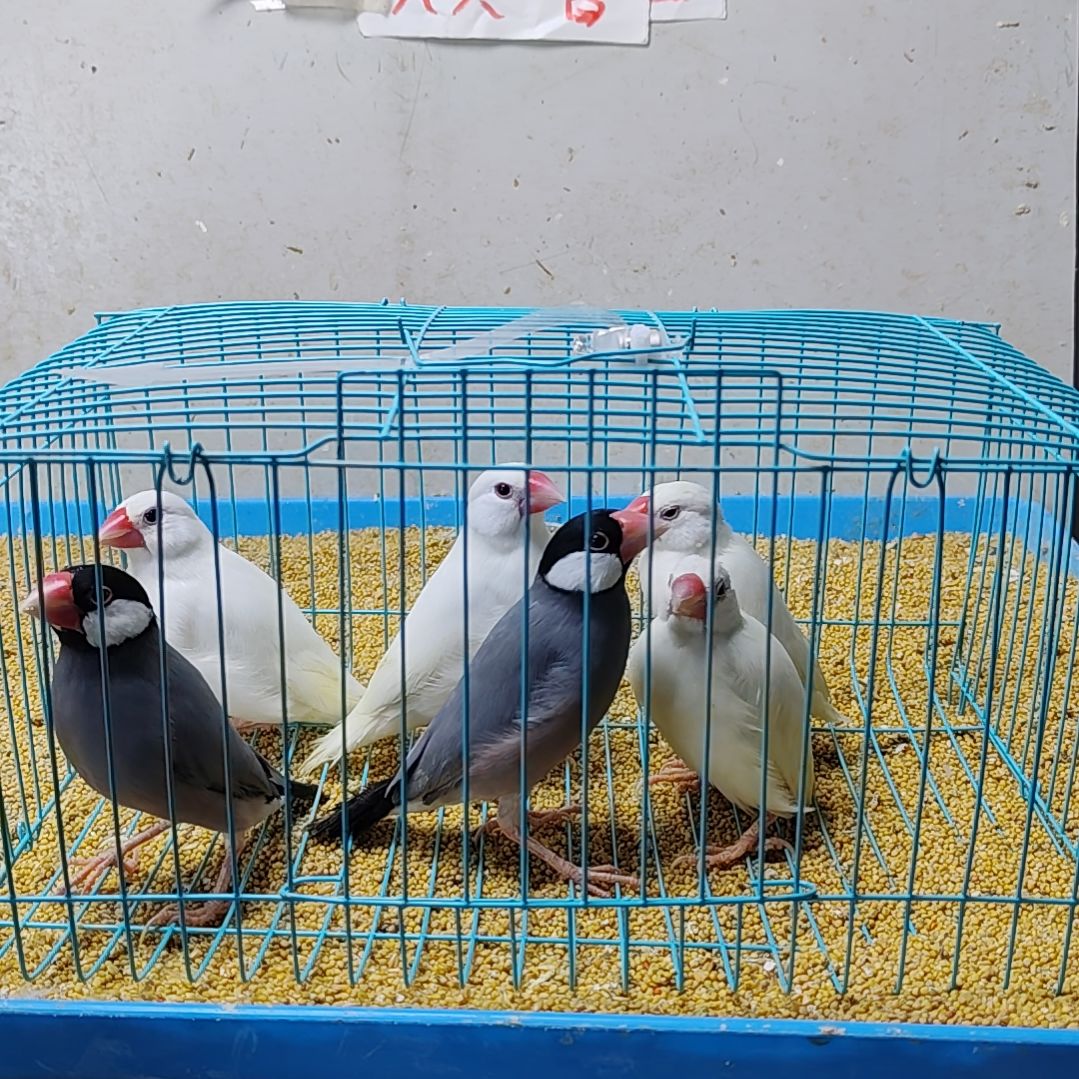 小***师文鸟特价文鸟断尾少毛爪子有瑕疵六只