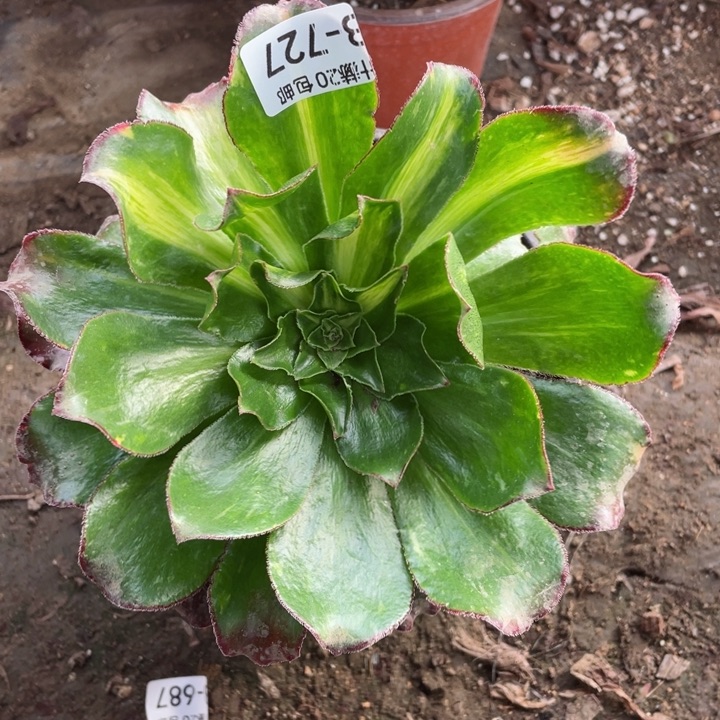 727魅影七彩多肉123456789