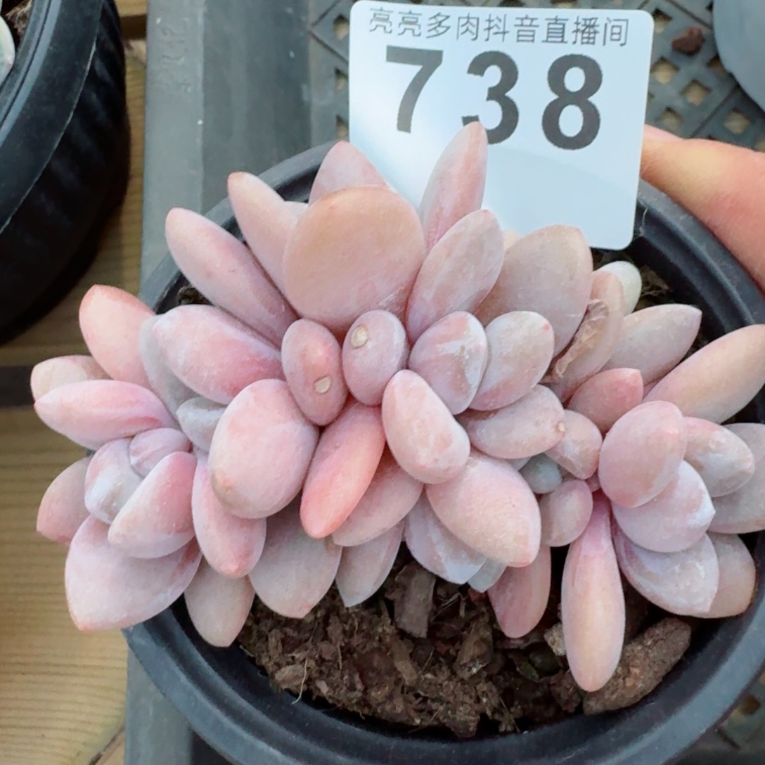 粉兔缀化         精品多肉