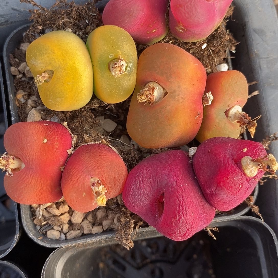 24109彩色丝绒双头彩蟠桃