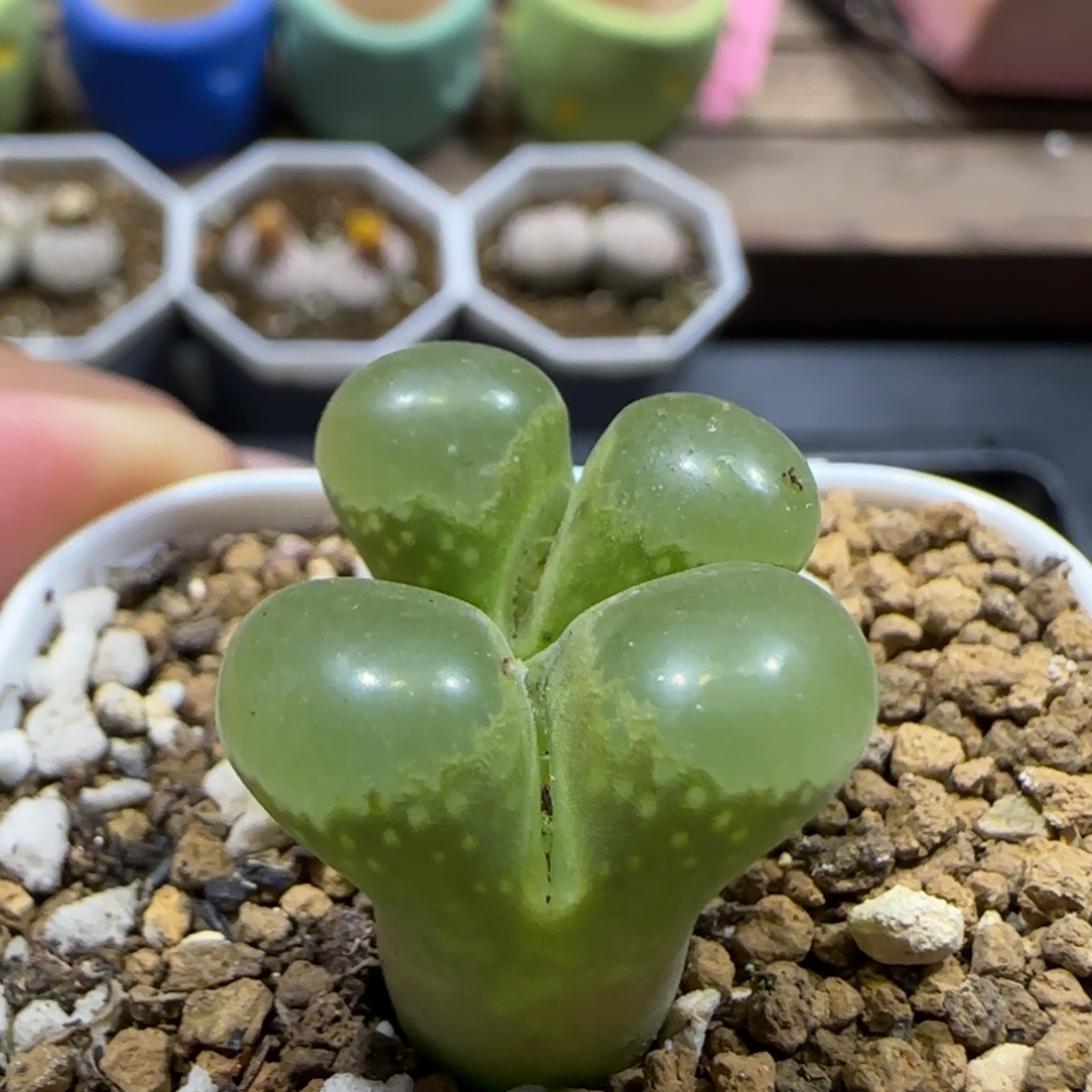 12.9。    .7粉樱。    2008