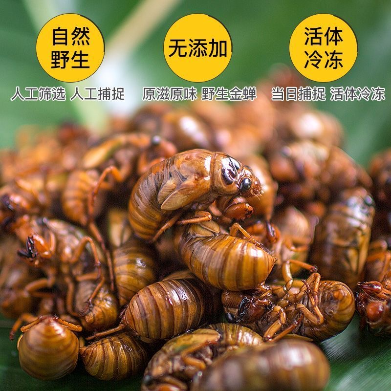 【顺丰冷链/优质新货】新鲜特产现抓爬叉猴蝉蛹顺丰冷链包邮