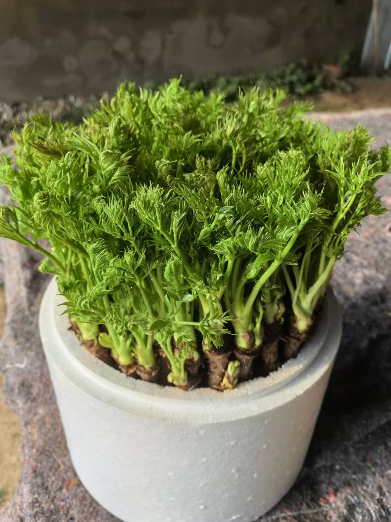 精品山野菜刺嫩芽盆景