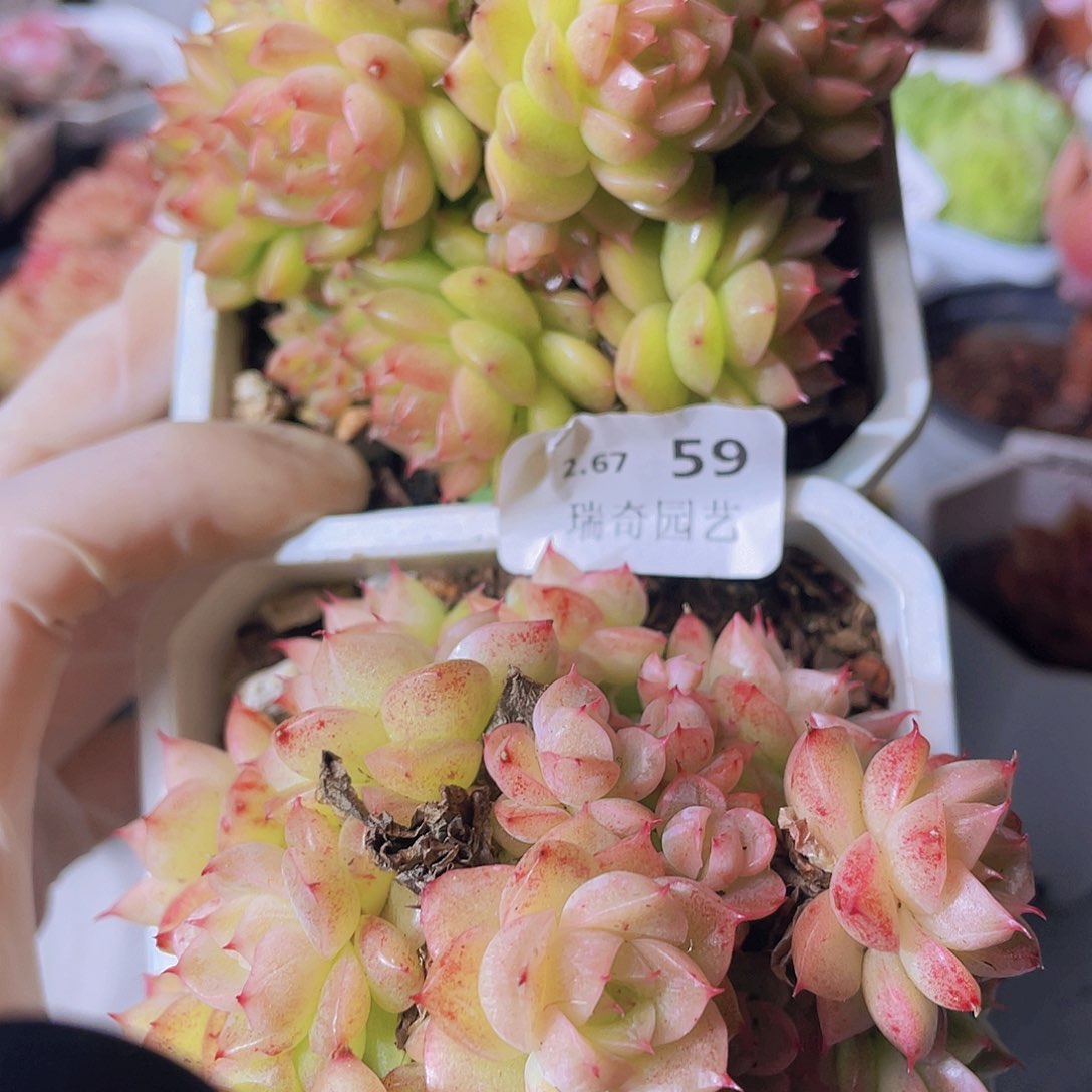 000000000000000059一物一拍