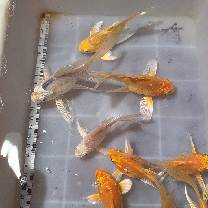蝴蝶鲤鱼渔场直发24