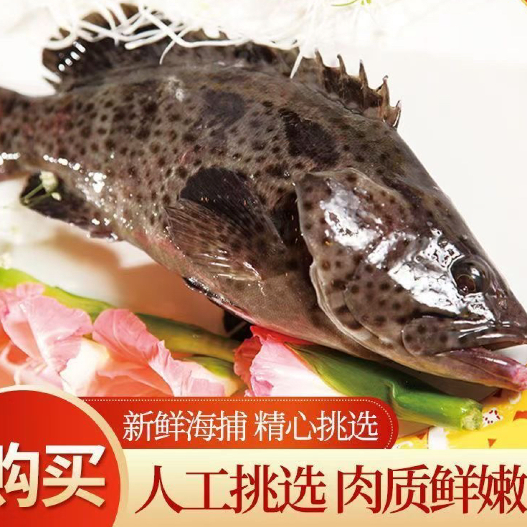 新鲜龙胆石斑鱼老虎斑珍珠斑活鱼冷冻大号整鱼深海海捕海鲜顺丰