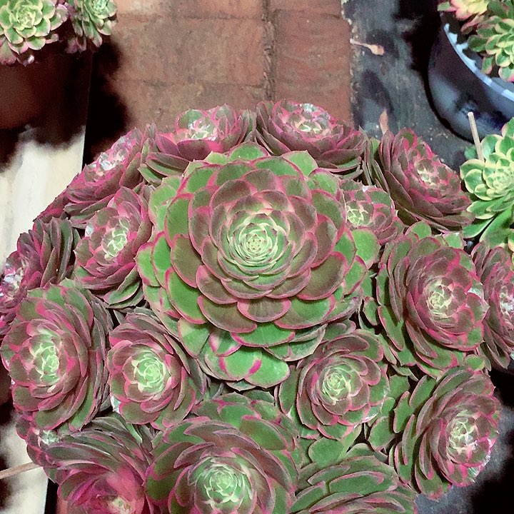 粉花妖，大，多肉植物