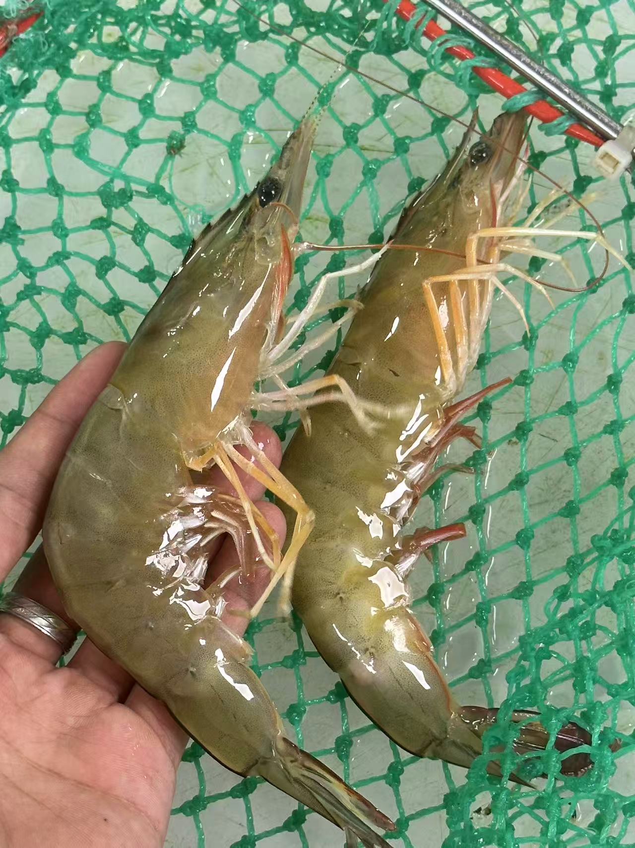 马宫本港野生白刺虾！