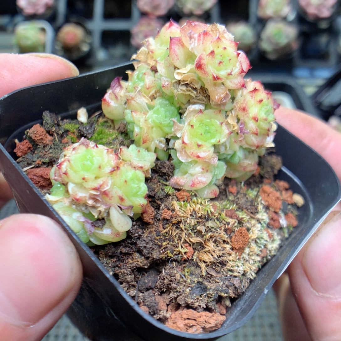 C114y y y y y y y y y