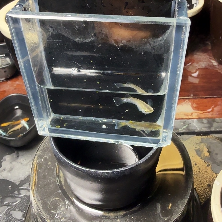 青鳉鱼145号拍品奶酪