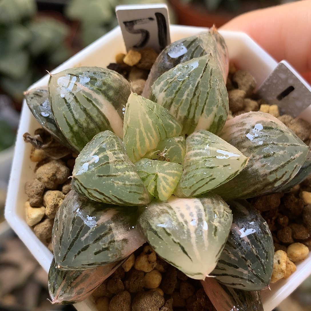 玉潭寿锦带盆土发货lol