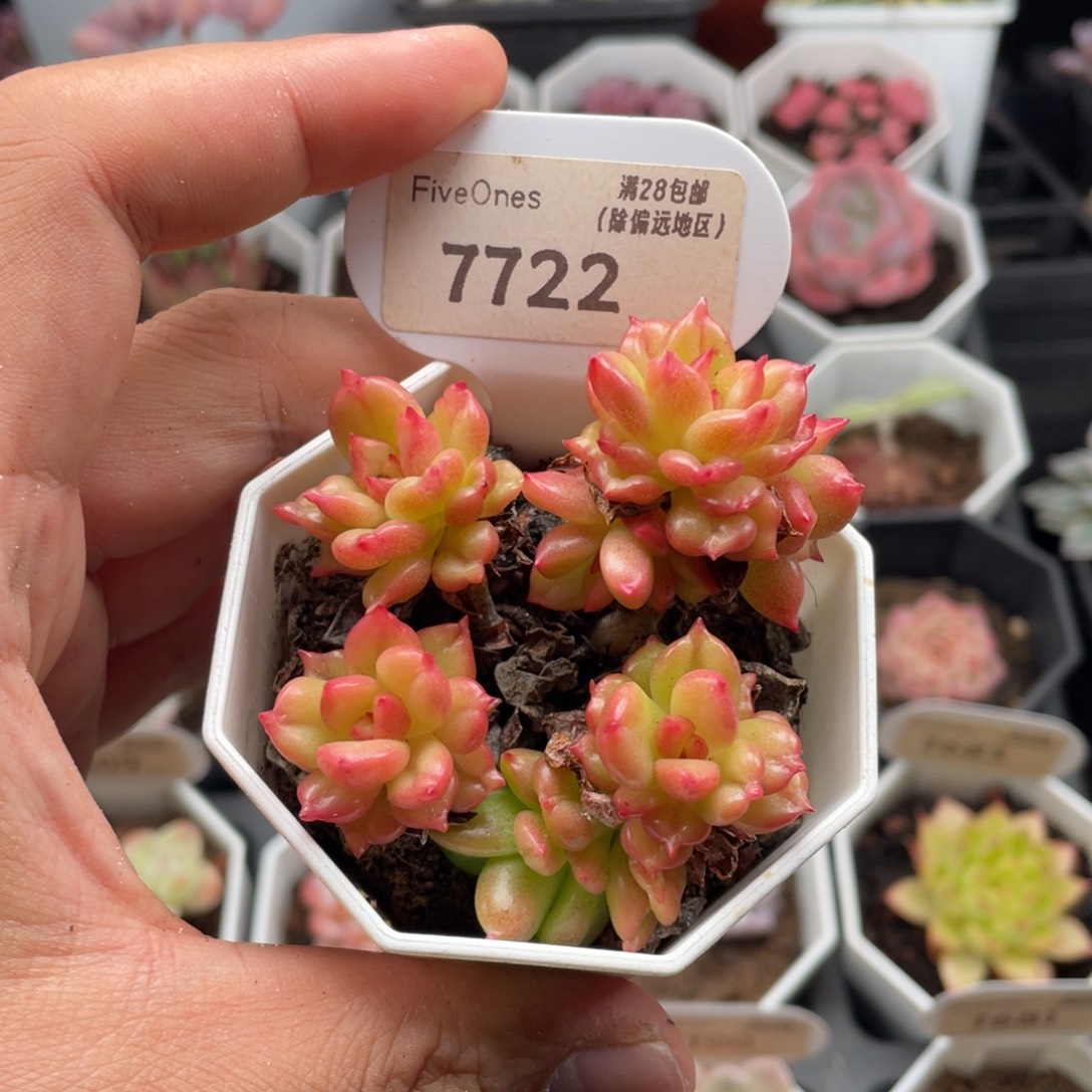 苹果花7722-7厘米