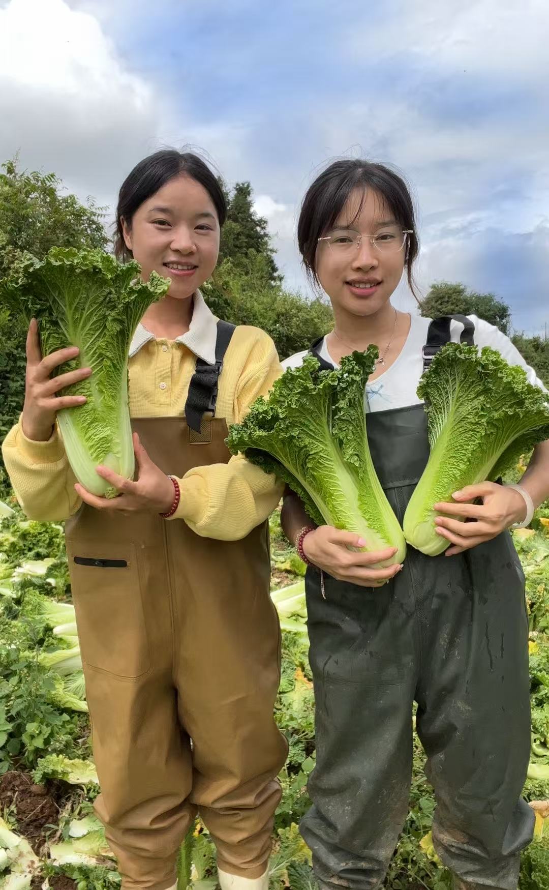【顺丰包邮】贵州农家现砍青口白菜高山露天白菜
