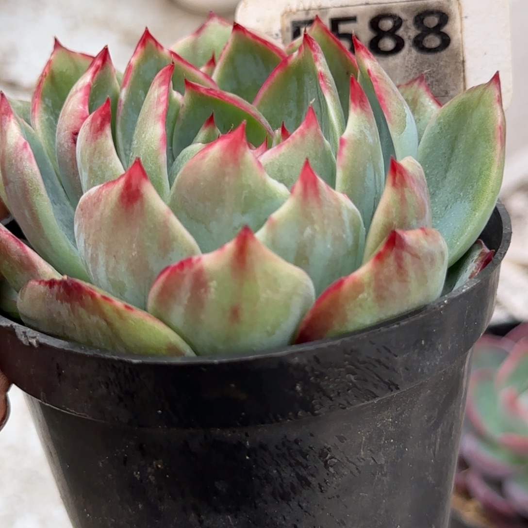 花脸拉丝惊鸿一物一拍包装收缩花旱588