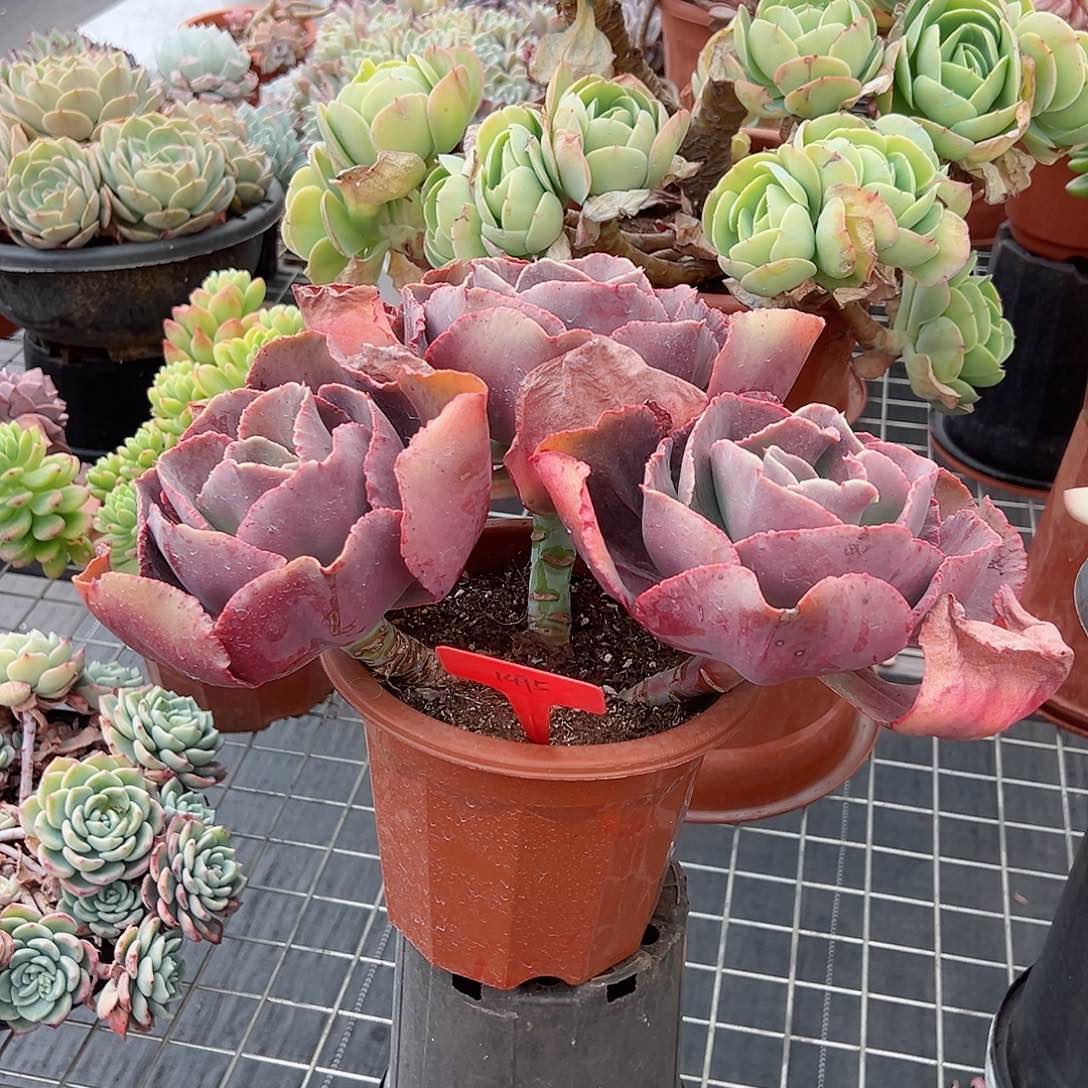 用****51495初吻多肉植物