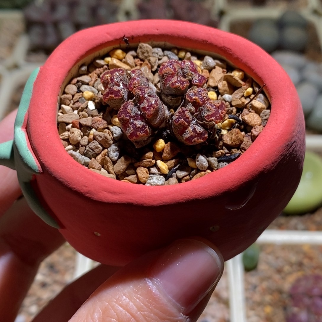 红蝴蝶带盆福利勋章