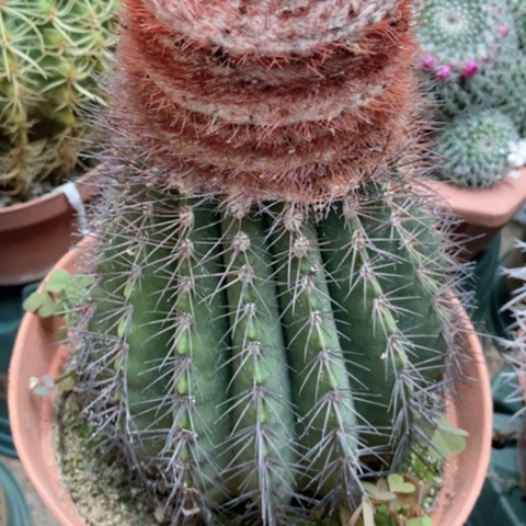 黄金云仙人球40米仙人球