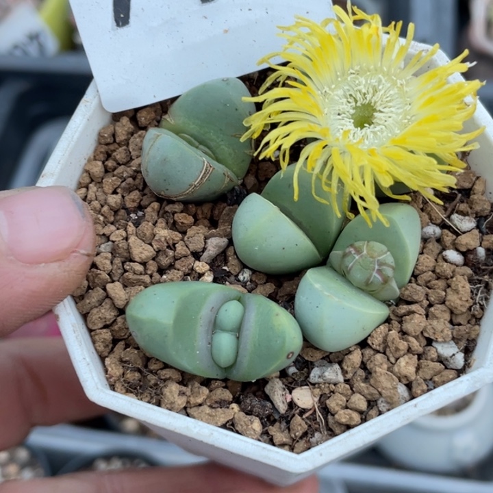 完全开放714金铃玉带盆llllll