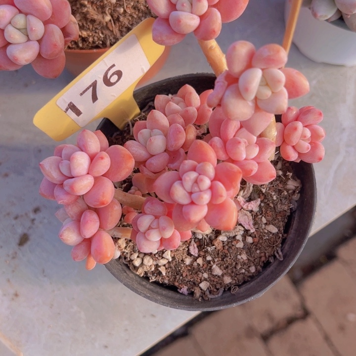 健健康康平平安安