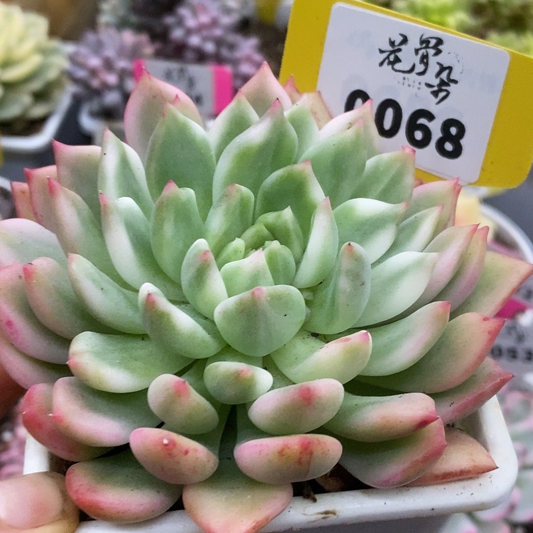 68粉红酒哈哈哈哈说