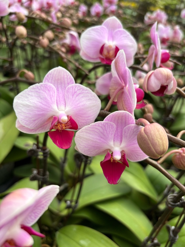 【粉红女郎-兰亭溆】蝴蝶兰室内花卉盆栽绿植开花带花苞苗情优质