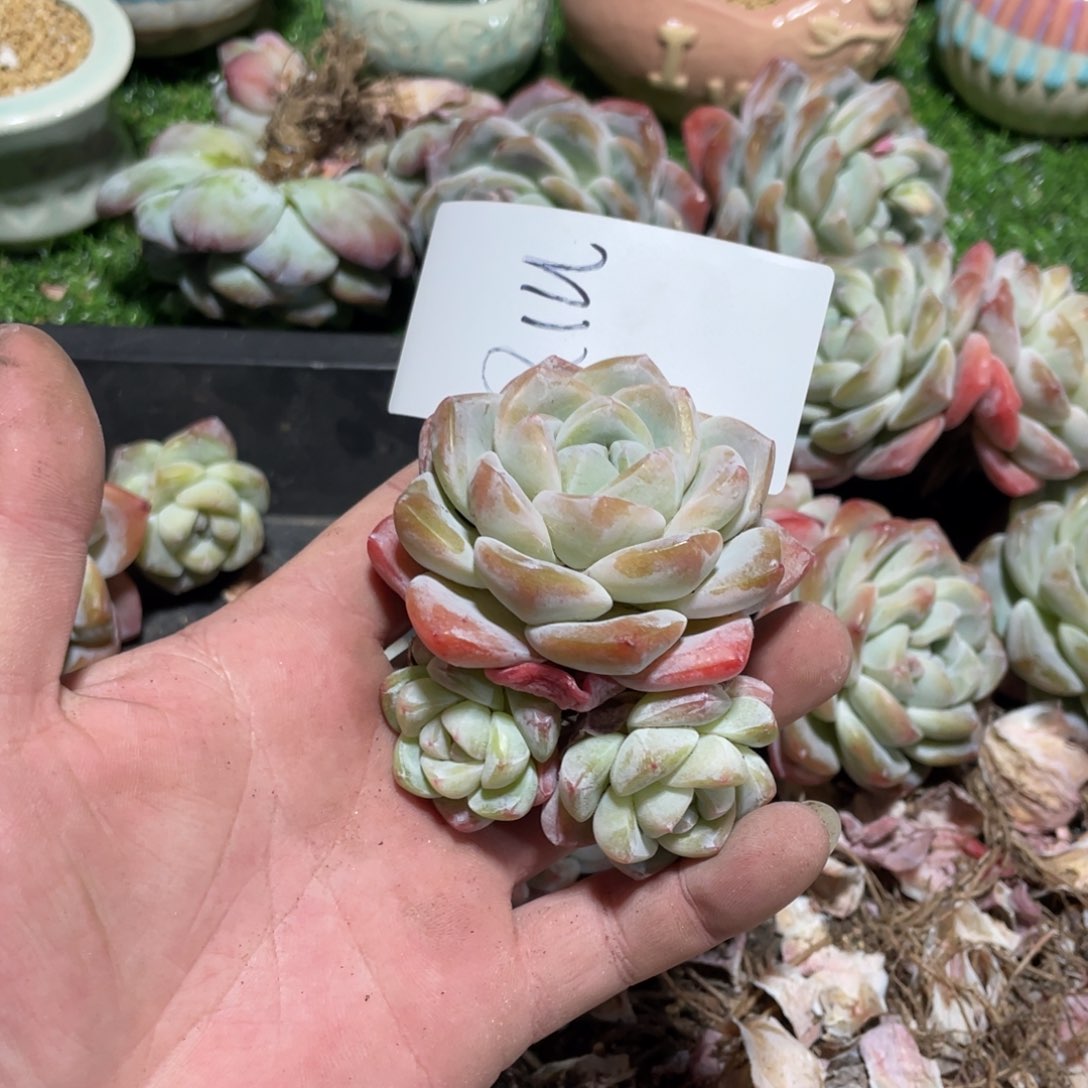 Qlu 专拍冰玉群生老桩