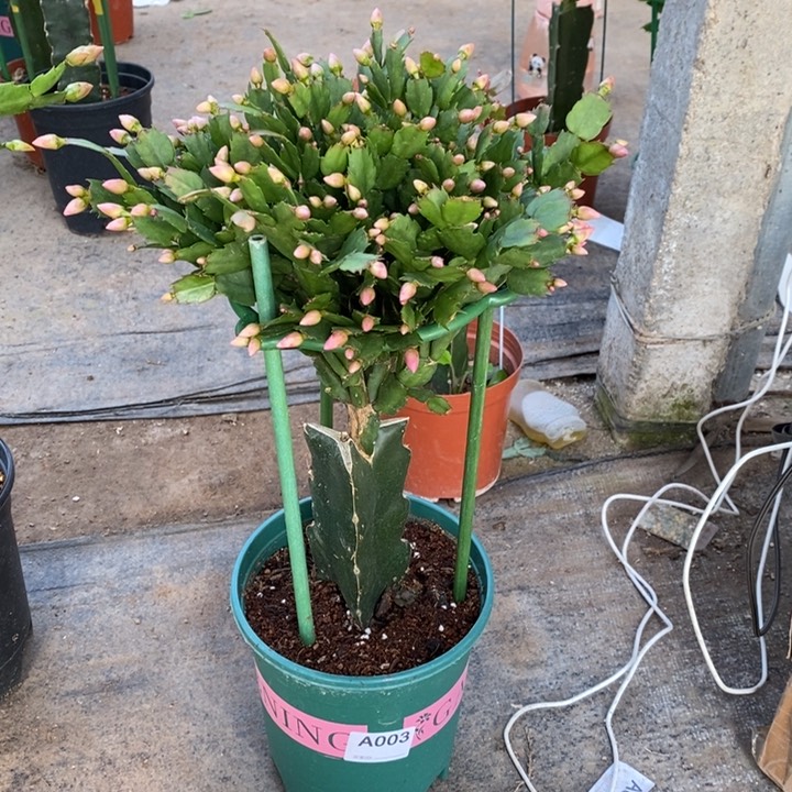 大部分花苞少量开放筱*083嫁接079