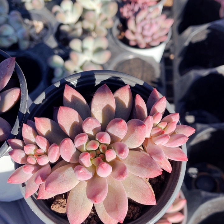 虞美人111111555555888888