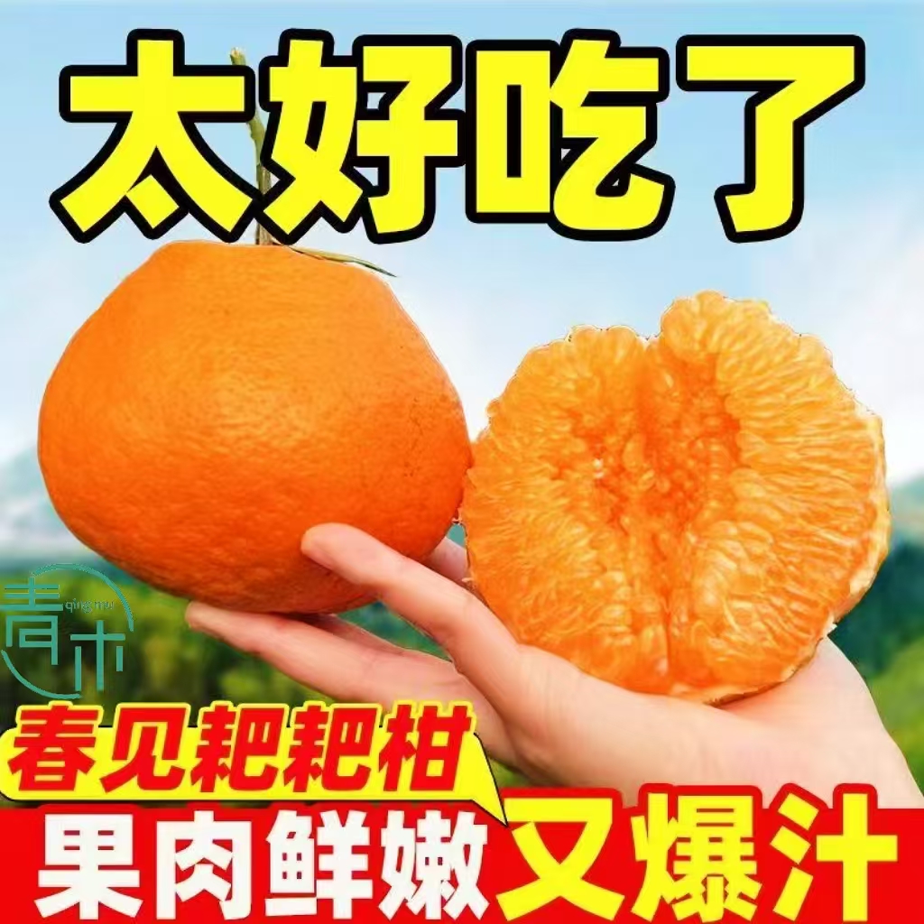 【新年宠粉福利】【XF专属】b四川蒲江春见耙耙柑新鲜水果应季鲜