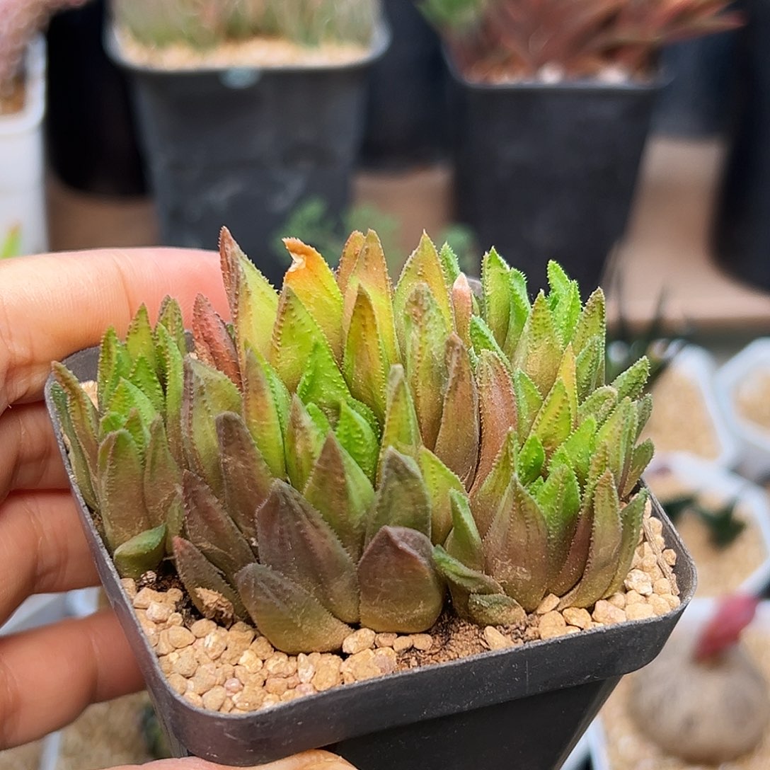 齿鲸群硬叶十二卷