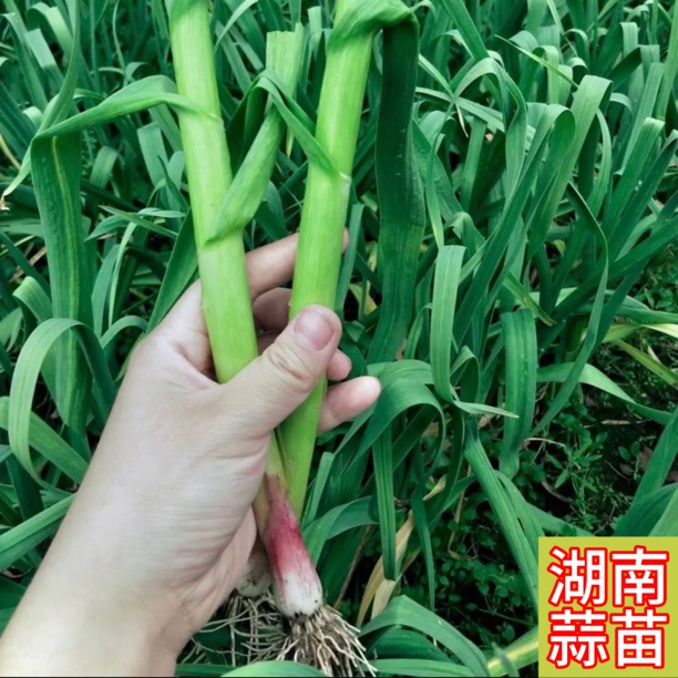 现挖湖南蒜苗新鲜鲜红香辣蔬菜香蒜香蒜现农家自种紫皮红皮批发