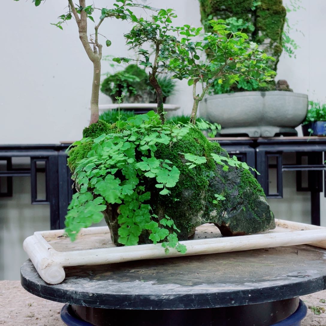 无铅玻璃乐**织铁线蕨的一个分支叫做