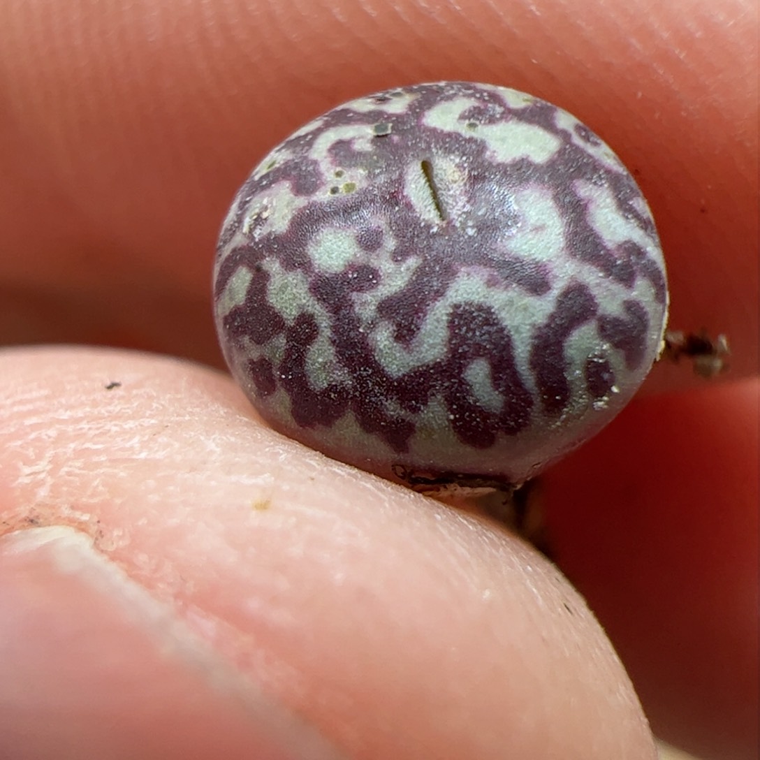 【闪购商品】125 满窗墨后代