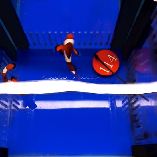 海水鱼公子4+5+两条/运费40/3-22-114