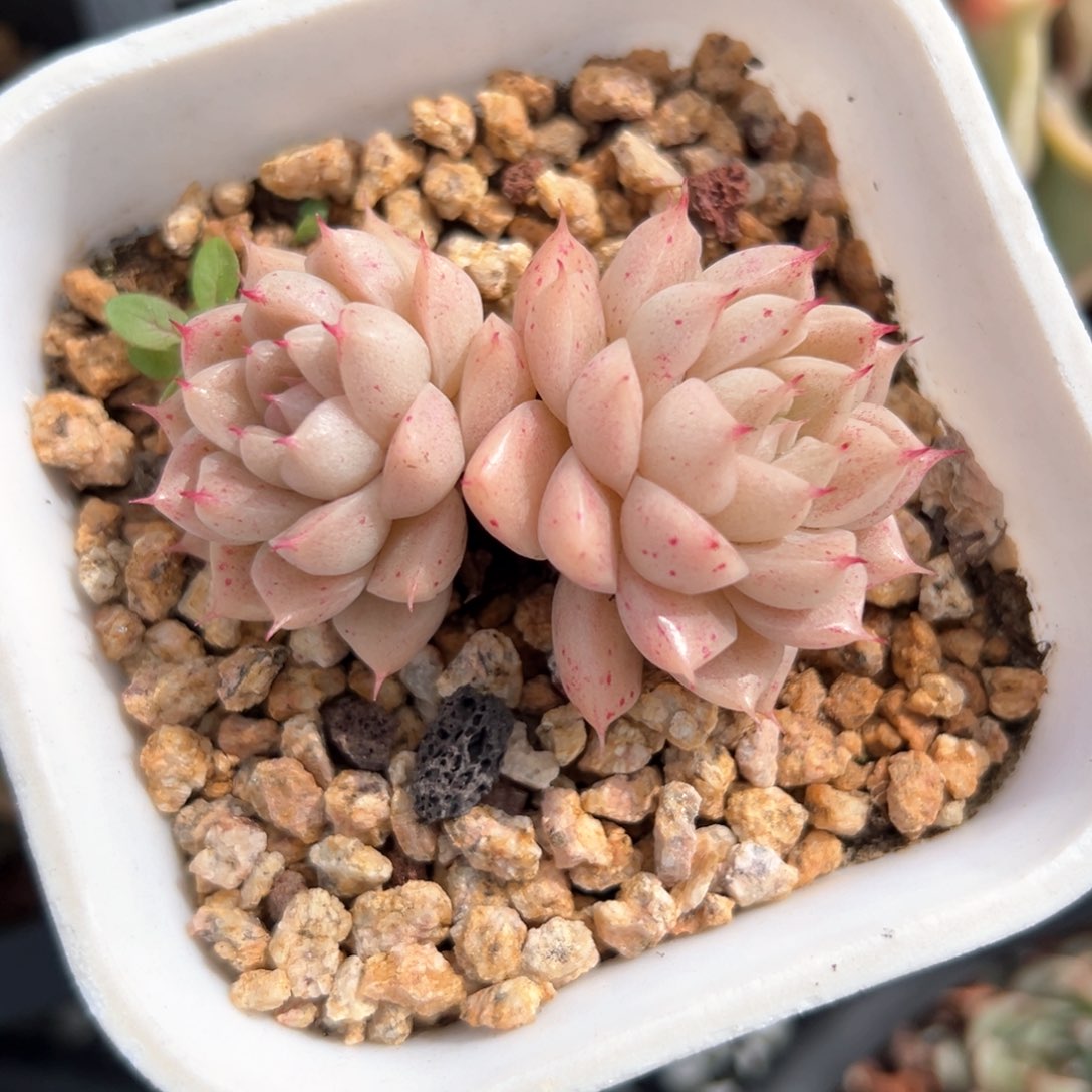 麦秆（满38包邮）多肉