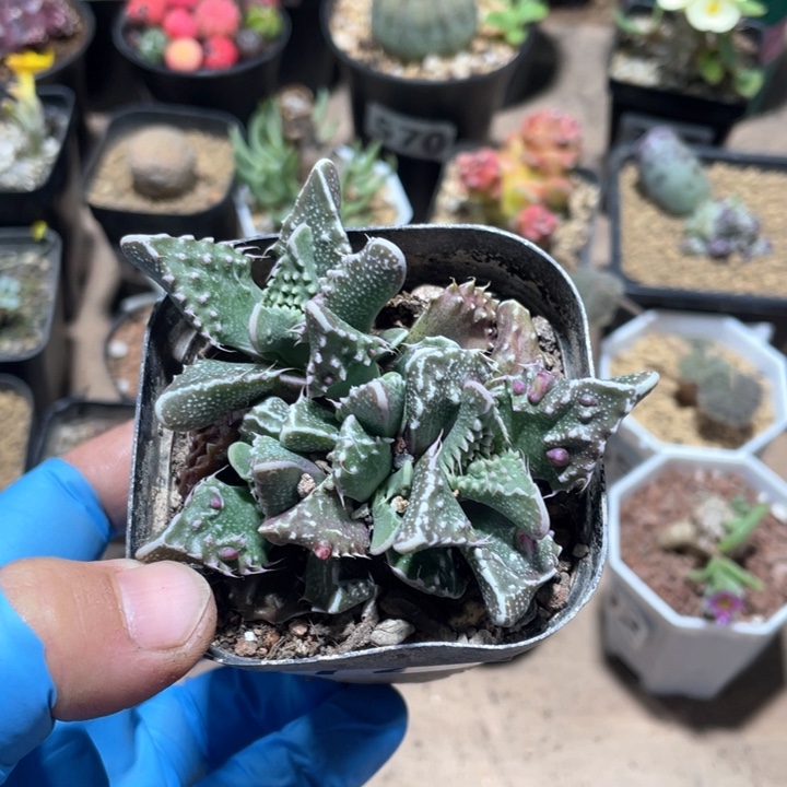 727大油怒涛植物