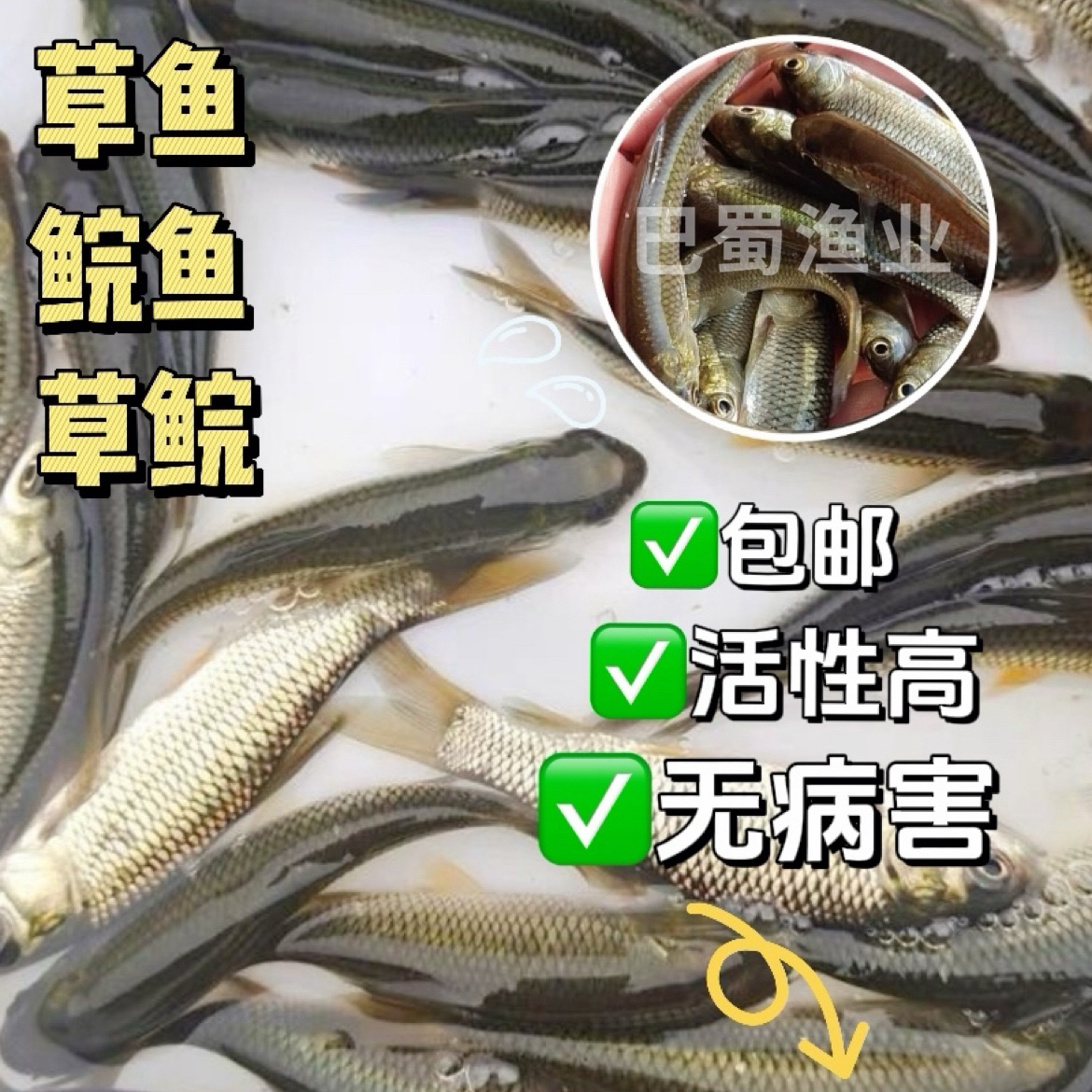 【草鱼按斤称】草鱼鱼苗淡水养殖草鱼苗活鱼苗草鱼苗