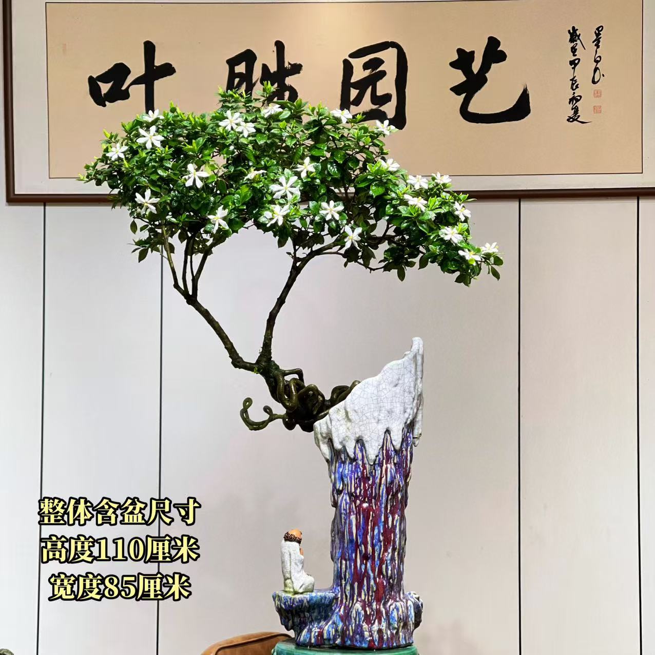 【叶胜园艺】精品四季榄叶栀子花盆景