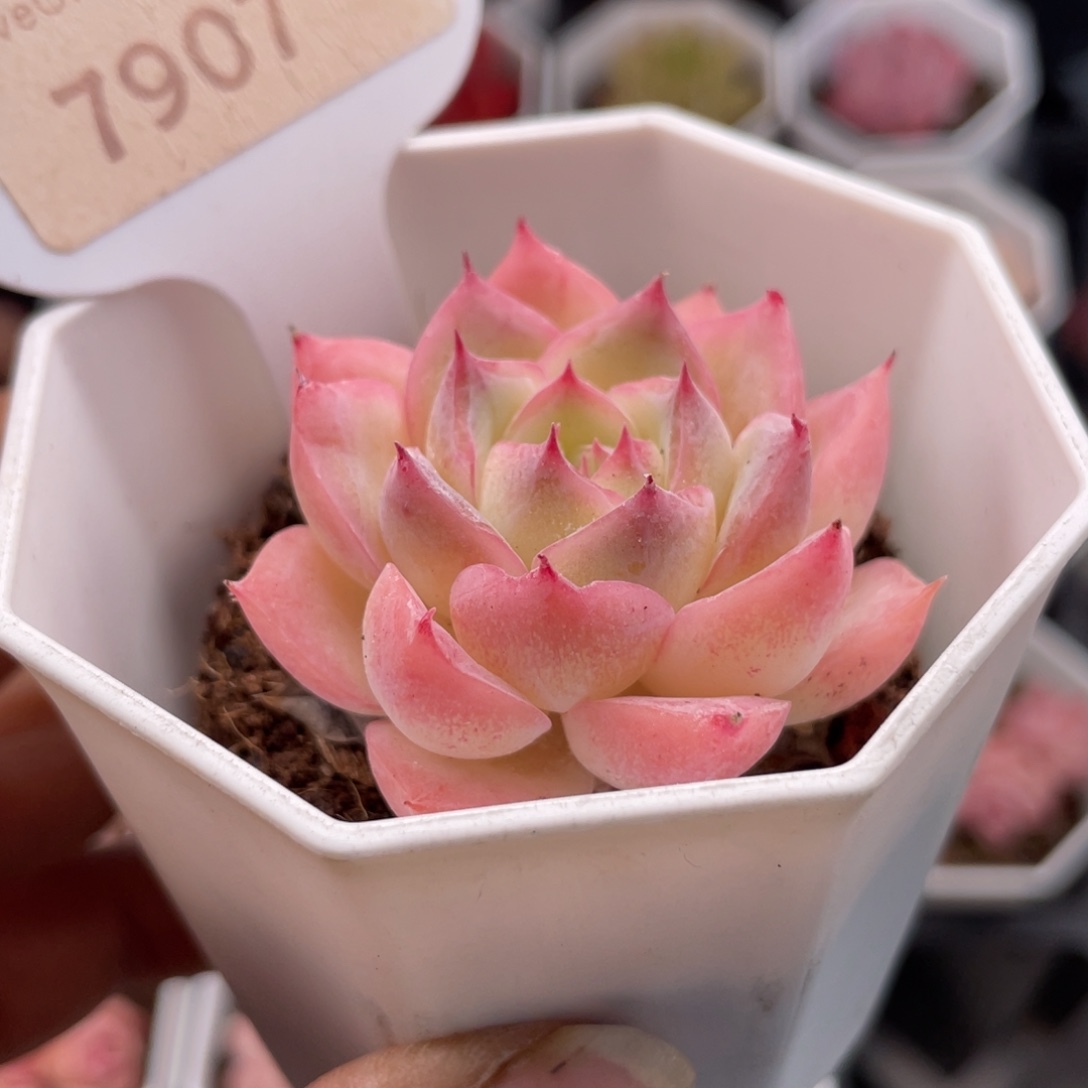 水晶玫瑰7907-4.5厘米