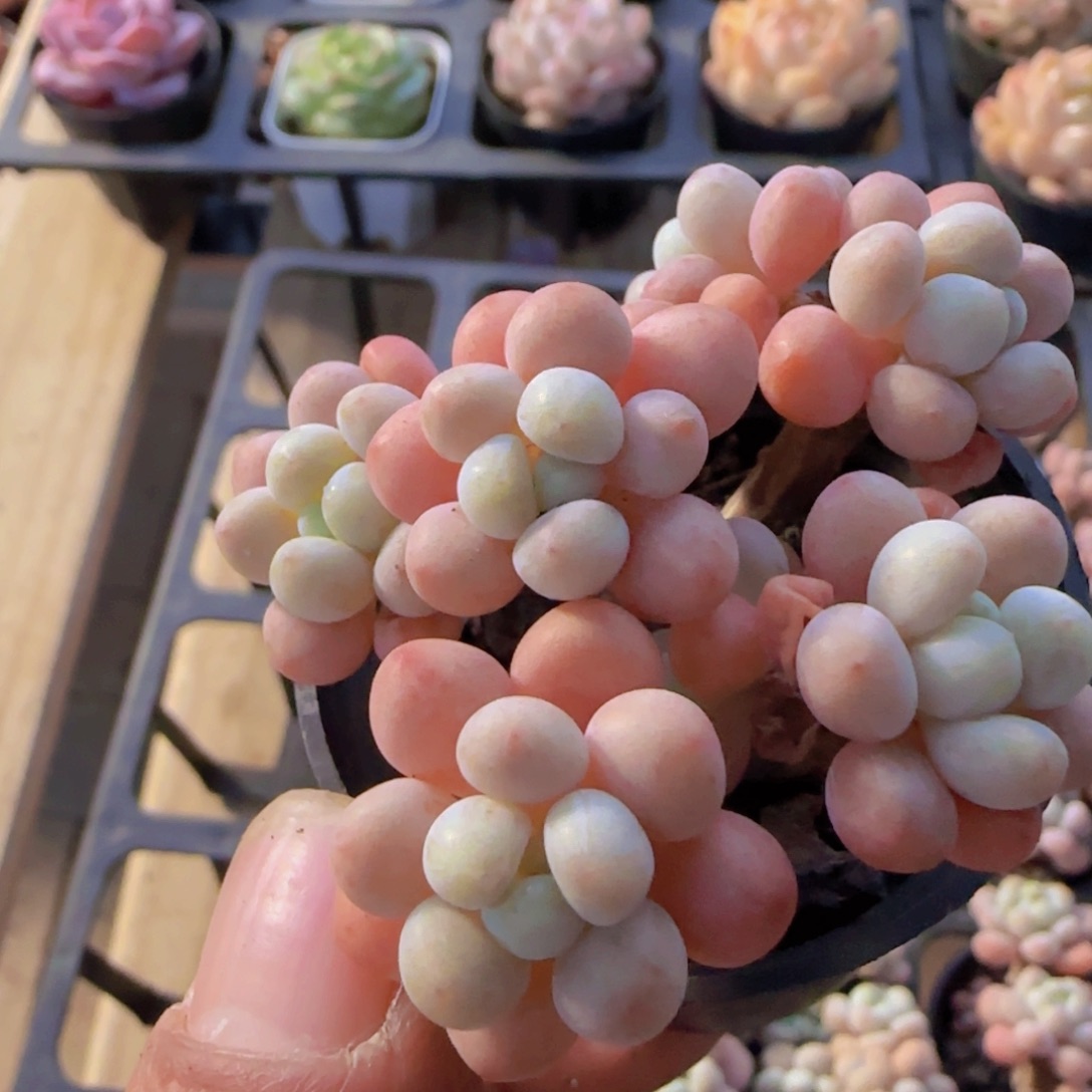 ღ***静洛可可一物一拍一颗