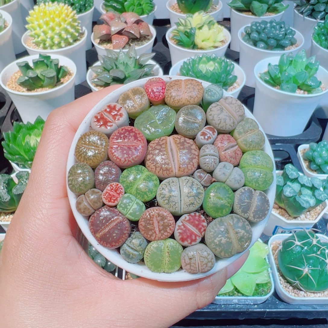彩色生石花肉88899