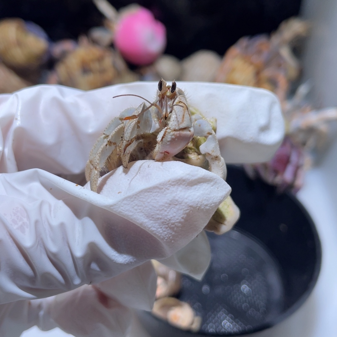 P10 紫陆少腿福利了1.4口