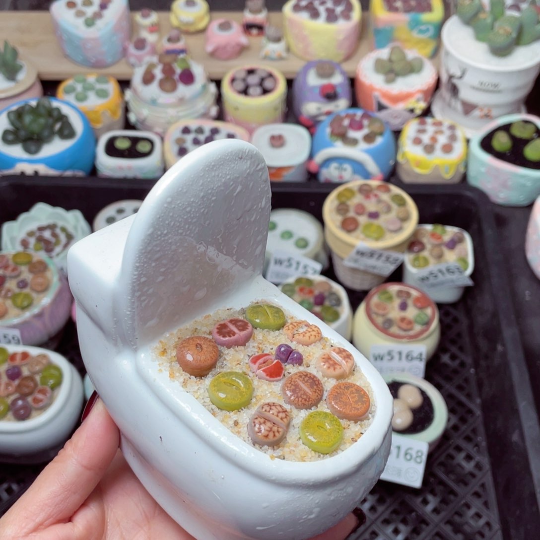 w5169 -零下地区拍保温箱-15支持寄养