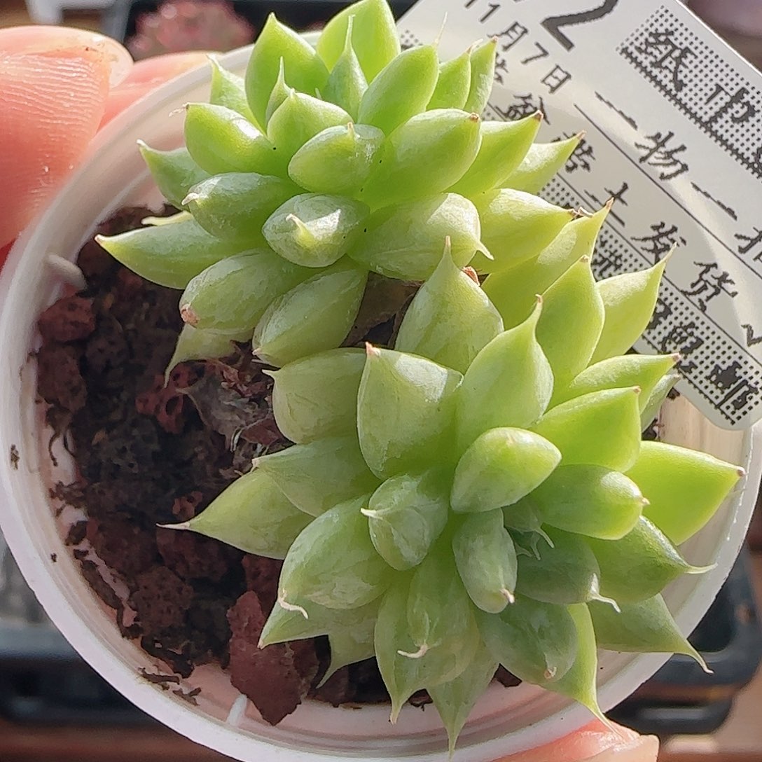 1107----92魔抓魔爪