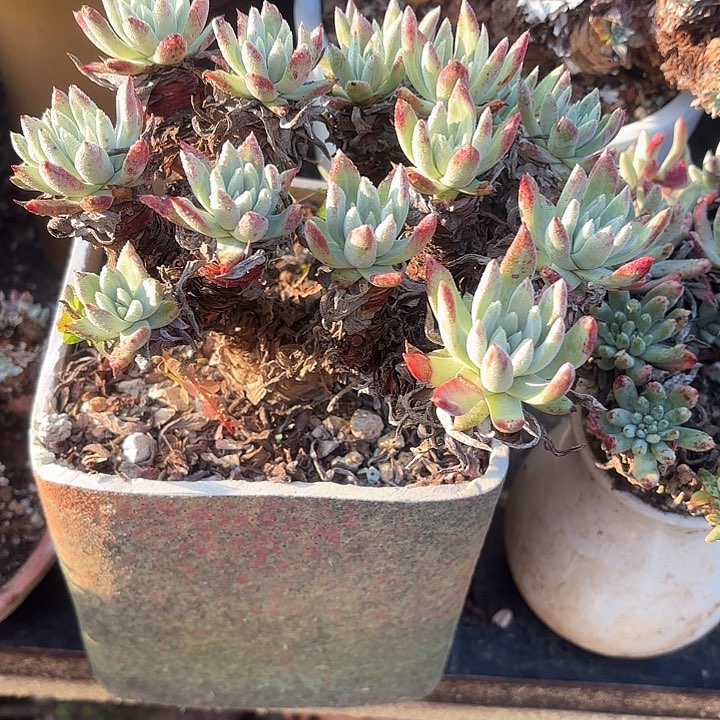 会****装仙女杯多肉植物盆栽