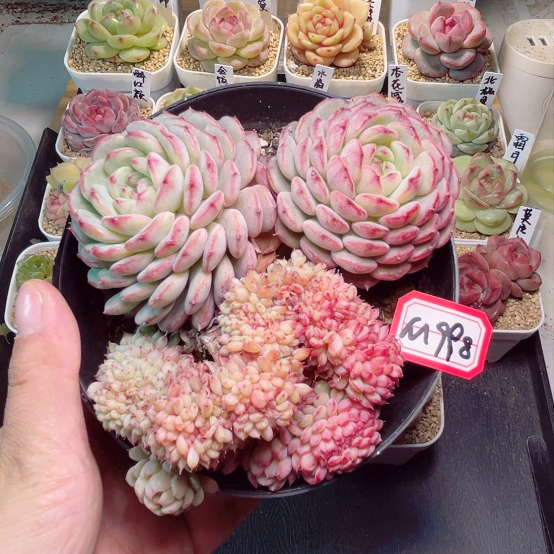 M998一物一拍 白胖子缀